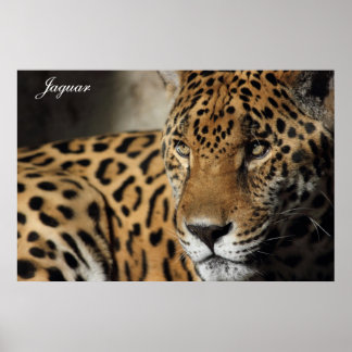 Póster Jaguar Poster