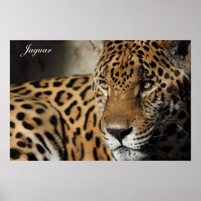 Póster Jaguar Poster (Frente)