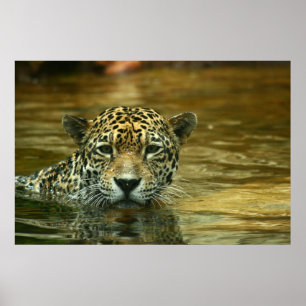 Póster Jaguar que nada la foto