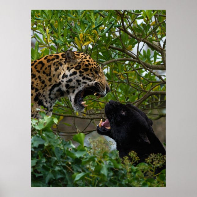 Póster Jaguares enamorados (Frente)