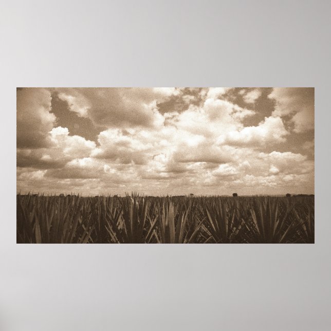 Póster Jalisco México Agave Paradise (Frente)