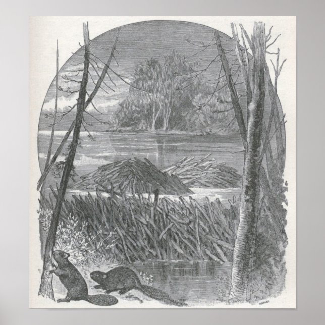 Póster James Johonnot - Beavers and Dam (Frente)