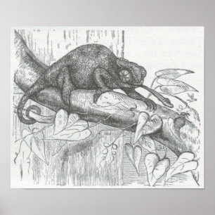 Póster James Johonnot - Chameleon