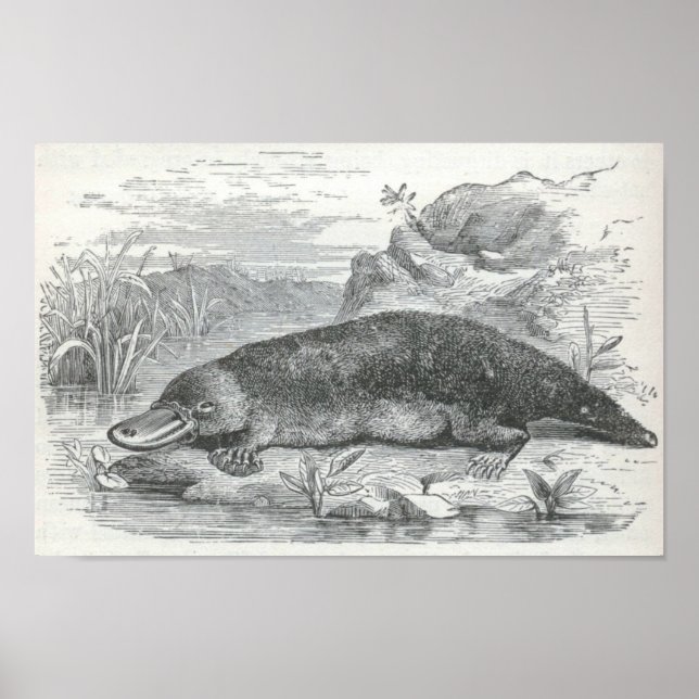 Póster James Johonnot - Ornithorhynchus - Platypus Folio (Frente)