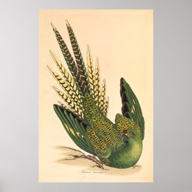 Póster James Sowerby Ground Parrot, Psittacus terrestris  (Frente)