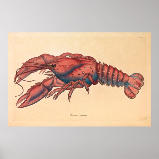 Póster James Sowerby Serrate Lobster (Frente)