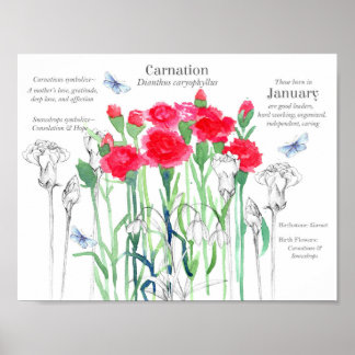 Póster January Birthday Carnations Birth Month Flower 