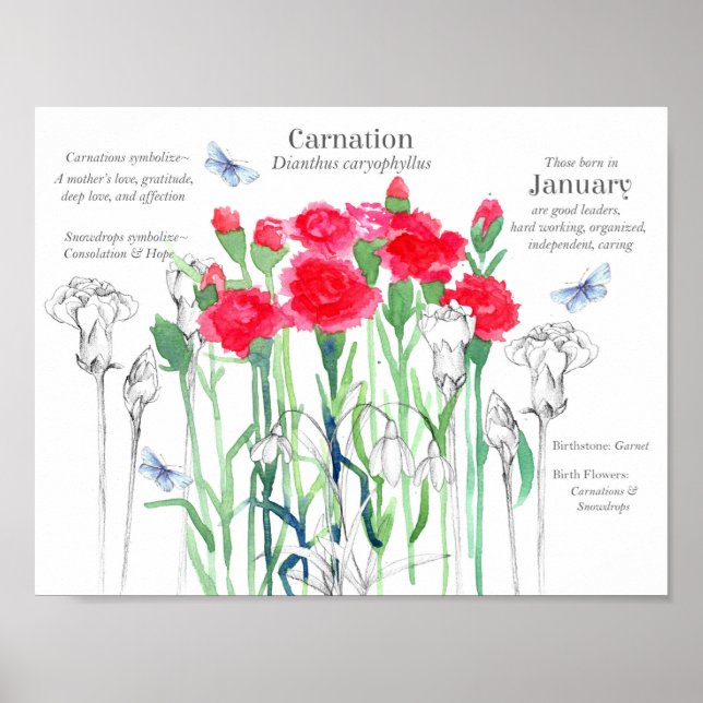 Póster January Birthday Carnations Birth Month Flower  (Frente)
