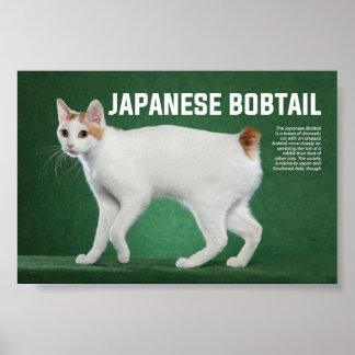Póster Japanese Bobtail Cat Breed