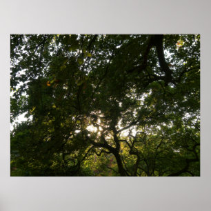 Póster Japanese Branches IV