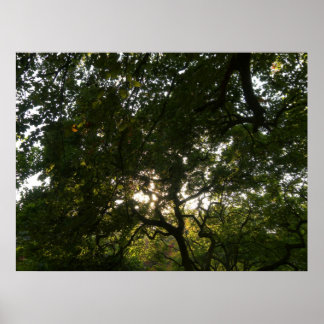 Póster Japanese Branches IV