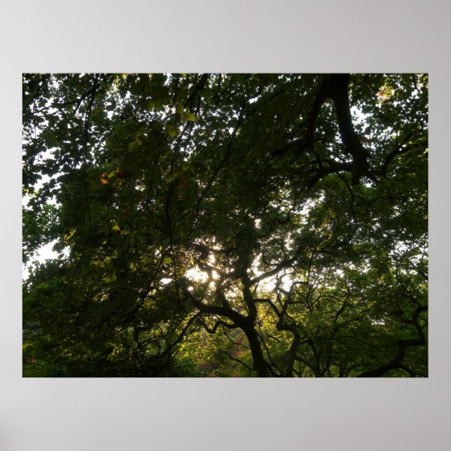 Póster Japanese Branches IV (Frente)