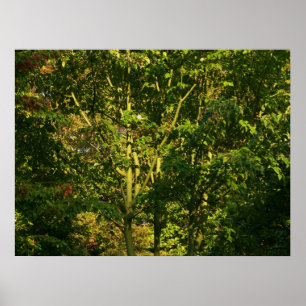 Póster Japanese Branches V