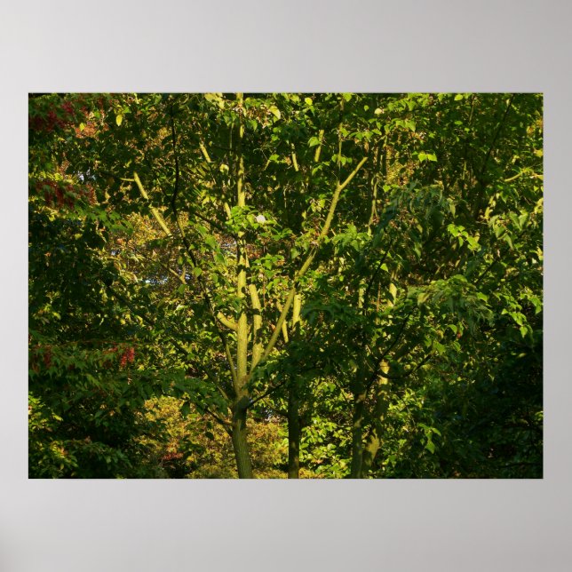 Póster Japanese Branches V (Frente)