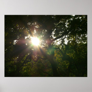 Póster Japanese Branches VII