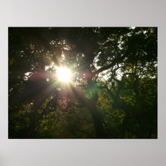 Póster Japanese Branches VII