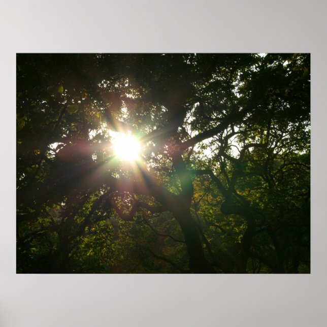 Póster Japanese Branches VII (Frente)