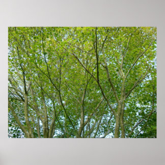 Póster Japanese Maple