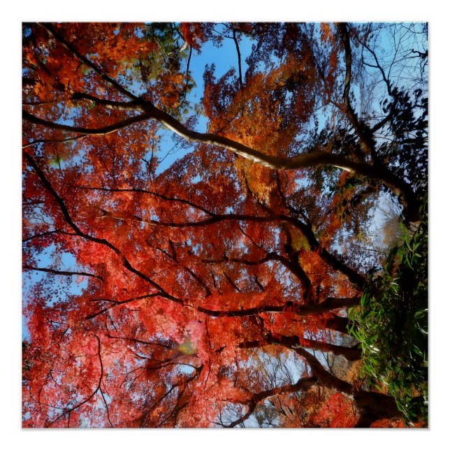 Póster Japanese Maple (Anverso)