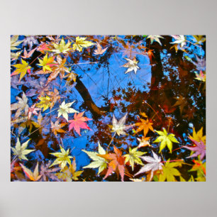 Póster Japanese Maple Reflections