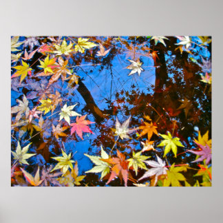 Póster Japanese Maple Reflections
