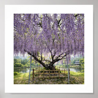 Póster Japanese Wisteria – Art Print