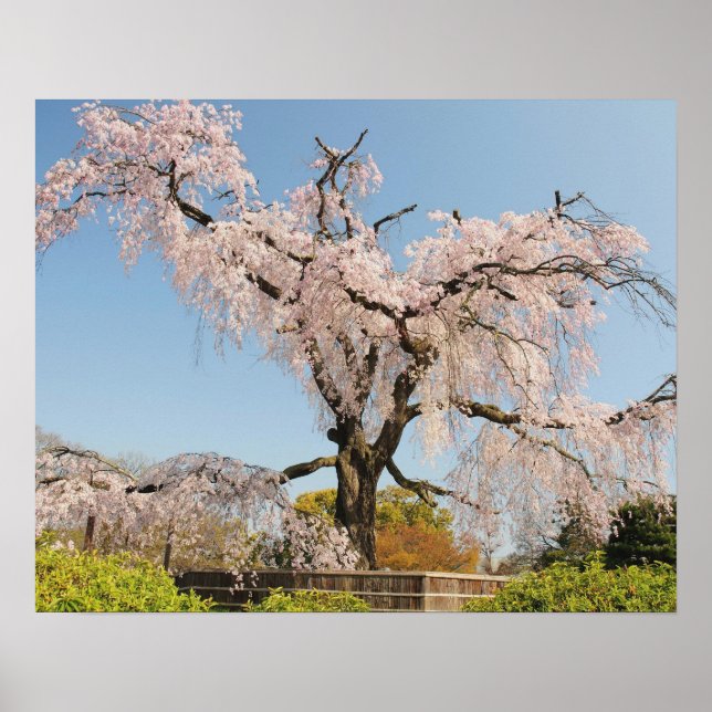 Póster Japón, Kioto. Árbol de cerezo que llora bajo cielo (Frente)