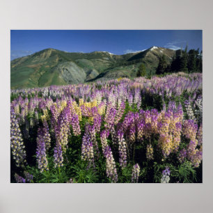 Póster JARBIDGE WILDERNESS, NEVADA. USA. Spur lupine