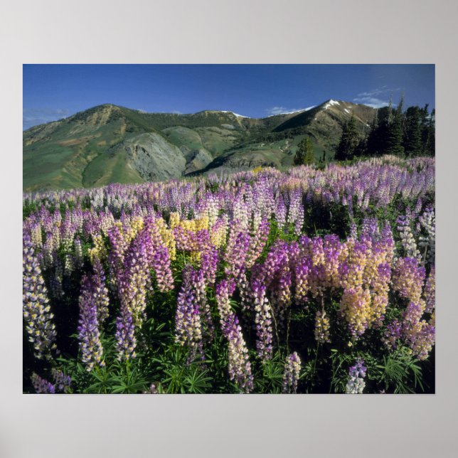 Póster JARBIDGE WILDERNESS, NEVADA. USA. Spur lupine (Frente)