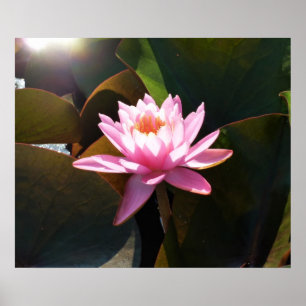 Póster Jardín acuático de color rosa y floral iluminado p
