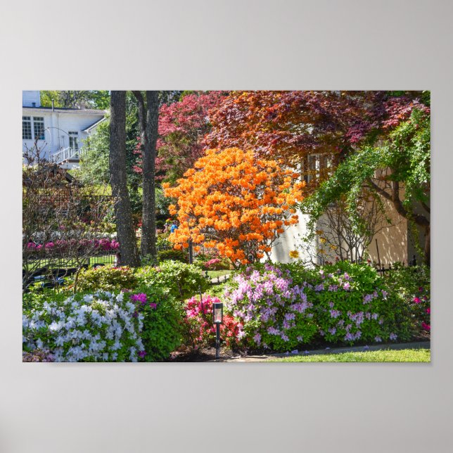 Póster Jardín Azalea Trail en Tyler, Texas (Frente)