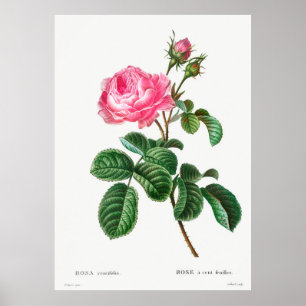 Póster Jardín Botánico de Rosas
