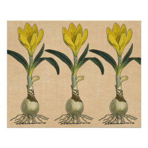 Póster Jardín Botánico de Tulipanes Amaryllis Flor