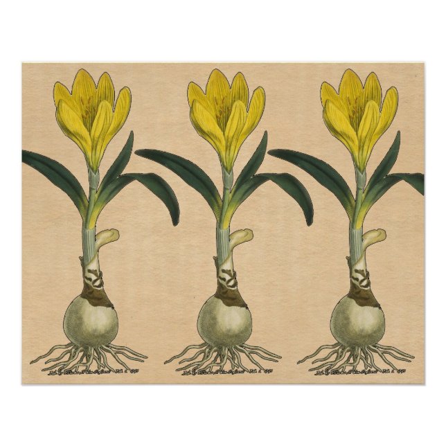 Póster Jardín Botánico de Tulipanes Amaryllis Flor (Anverso)