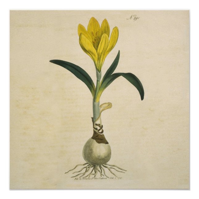 Póster Jardín Botánico de Tulipanes Amaryllis Flor (Anverso)