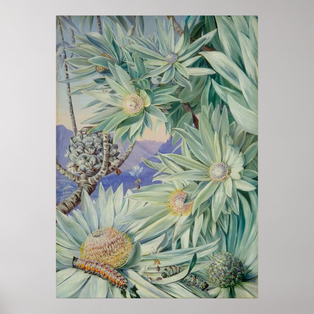 Póster Jardín Botánico Real de Marianne North (Frente)