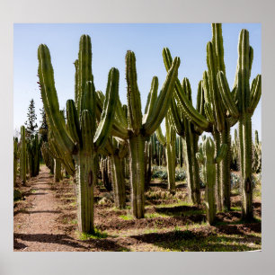 Póster Jardín Cacti, paisaje tropical del desierto.