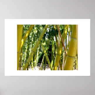 Póster Jardín de Bambú