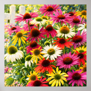 Póster Jardín de Echinacea iluminado por el sol Impresion
