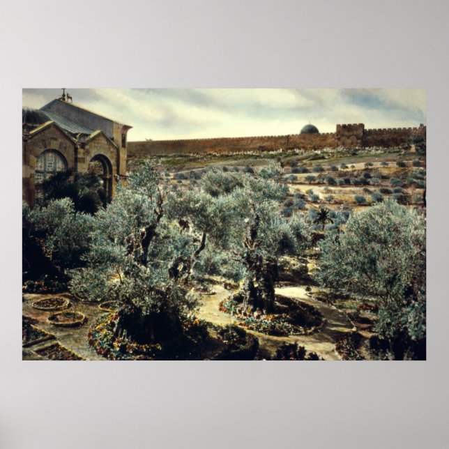 Póster Jardín de época de Gethsemane Jerusalén Israel (Frente)