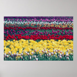 Póster jardín de exhibición de tulipanes en el condado de