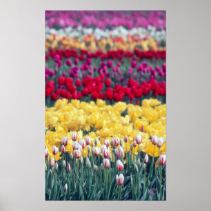 Póster jardín de exhibición de tulipanes en el valle de S