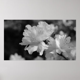 Póster Jardín de flores