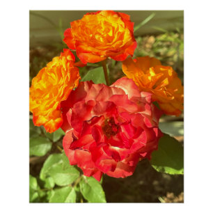 Póster Jardín De Flores Rojas Y naranja