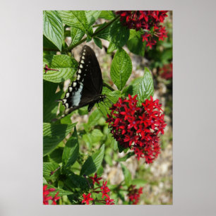 Póster Jardín de mariposas