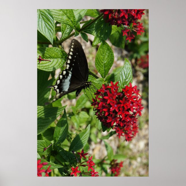 Póster Jardín de mariposas (Frente)