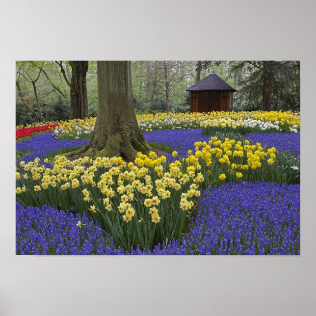 Póster Jardín de narcisos, jacintos de uva y tulipanes, (Frente)