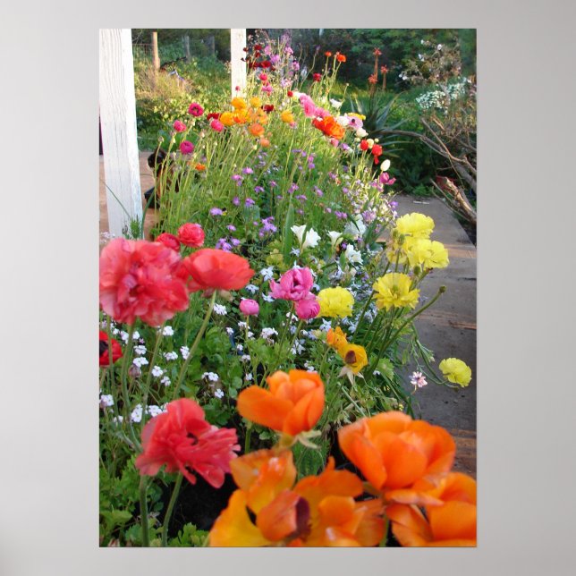 Póster Jardín de primavera Rannunculus Floral Poster (Frente)