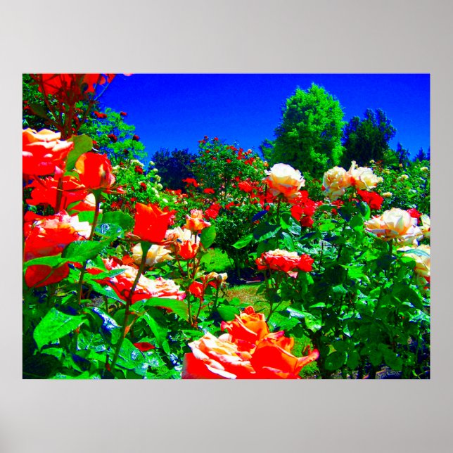 Póster Jardín de Rosa psicodélico (Frente)