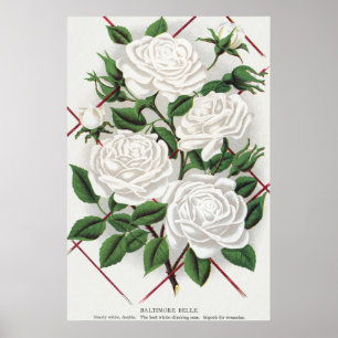 Póster Jardín de rosas trepadoras blancas antiguas victor